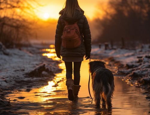 Pfotenpflege im Extremwinter: So schützen Sie Ihren Hund vor Streusalz